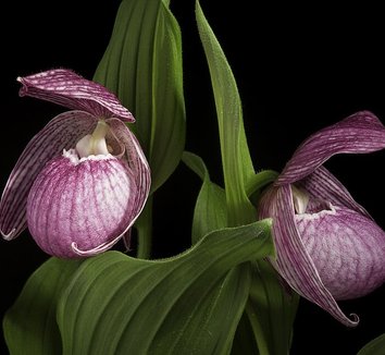 Photo of Cypripedium hotei-atsumorianum flower by sunoochi