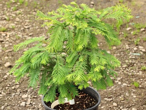 TREEO ✴︎Insanely Rare✴︎極上メロウ レア gluv TREEO ✴︎Insanely Rare✴︎極上メロウ レア gluv TREEO ✴︎Insanely