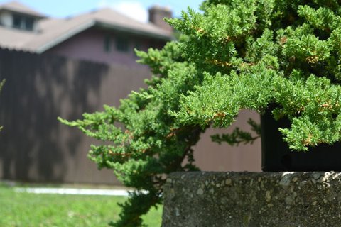 Juniperus procumbens 'Nana' | Juniperus procumbuns 'Nana' | Dwarf Japanese  Garden Juniper | Japanese Juniper | plant lust