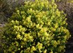 Euryops