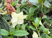 Rhododendron 'Peter Bee'