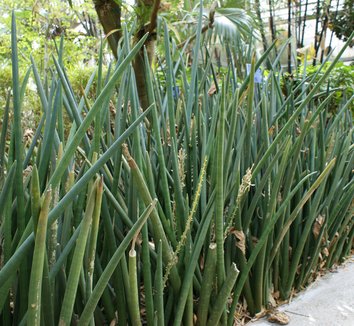 Photo of Sansevieria cylindrica foliage by Karl Gercens III