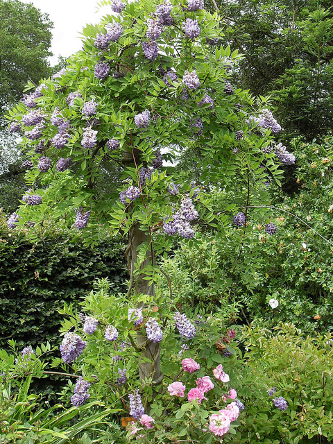 Photo of Wisteria frutescens 'Amethyst Falls' flower, form by Joe Sime