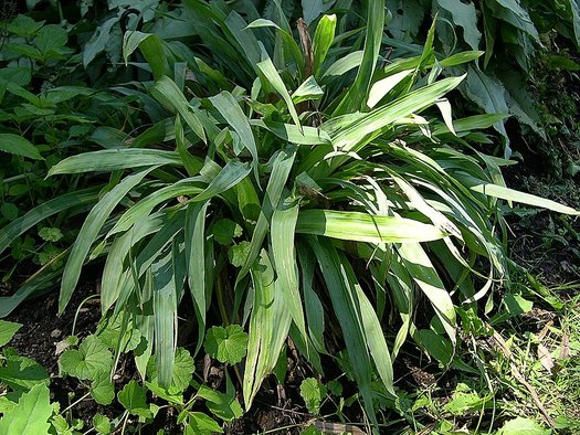 Photo of Carex platyphylla foliage, habit by Jay Sturner