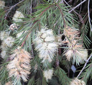 Photo of Callistemon salignus flower, foliage by Michael Wolf