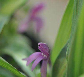Photo of Roscoea tibetica flower by Keeping it Green Nursery