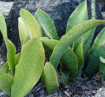 Photo of Sansevieria masoniana foliage by Peter Richardson