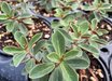 Peperomia