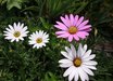 Osteospermum