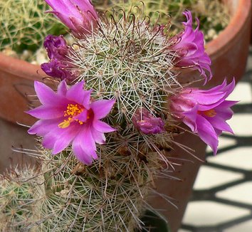 Photo of Mammillaria mazatlanensis flower, form, spiky by Stan Shebs