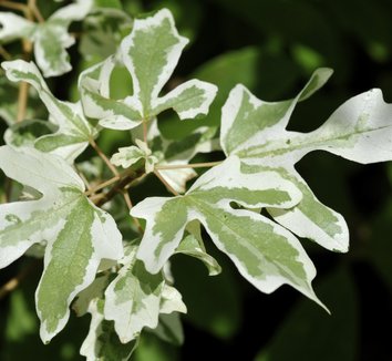 Photo of Acer campestre 'Carnival' foliage by plant lust