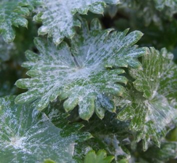 Photo of Potentilla calabra foliage by Dancing Oaks Nursery