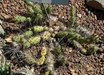 Cumulopuntia