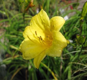 Photo of Hemerocallis 'Penny's Worth' flower by Cistus Nursery