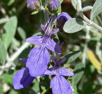 Photo of Teucrium fruticans 'Azureum' close-up, flower by Stan Shebs