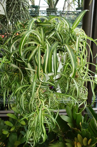 Chlorophytum comosum 'Bonnie'