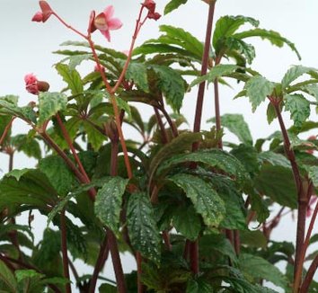 Photo of Begonia hemsleyana flower, foliage, form by Terra Nova Nurseries, Inc.
