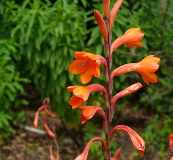 plants for sale: 425 plants | plant lust - seriously simple search ...