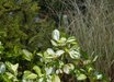 Chionochloa