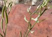 Astragalus
