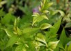 Jasminum