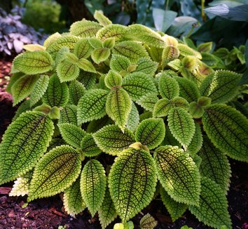 Photo of Pilea involucrata 'Moon Valley' foliage by Karl Gercens III