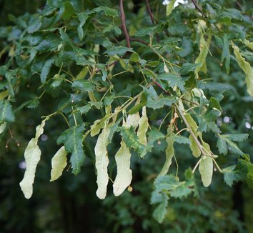 Photo of Tilia platyphyllos 'Laciniata' foliage by Karl Gercens III