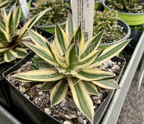 フラワー・ガーデニング Agave schidigera ' Flush' 17 6c63e7cdaaf93d2e5c28bf504bcd9e