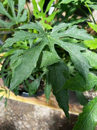 Photo of Fatsia polycarpa foliage by plant lust