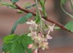 Ribes