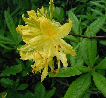 Photo of Pontic Azalea flower by Sten Porse