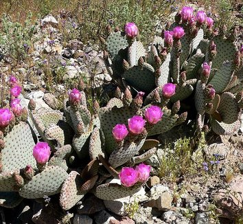 Photo of Opuntia basilaris flower, form by Stan Shebs