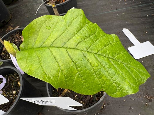 Photo of Magnolia 'Golden Rain' foliage by plant lust