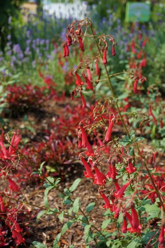 Phygelius x rectus 'Devil's Tears'