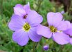 Aubrieta
