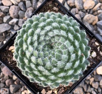 Photo of Sempervivum ciliosum foliage by Little Prince of Oregon