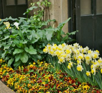 Photo of Narcissus 'Las Vegas' flower, landscape by Karl Gercens III