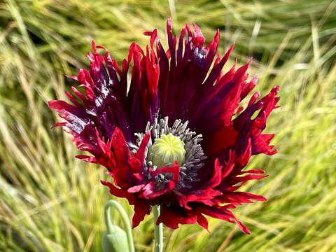 Papaver somniferum 'Drama Queen' | Papaver 'Drama Queen' | Papaver hybridum  'Drama Queen' | Drama Queen Poppy | plant lust