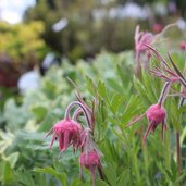 Geum Fire Storm Geum Firestorm Fire Storm Geum Firestorm Avens Plant Lust