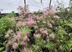 Spider Azalea
