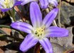 Brodiaea