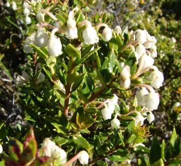 Photo of Gaultheria mucronata flower, foliage by Pato Novoa