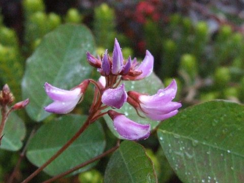 Campylotropis macrocarpa | Camplyotropis macrocarpa | Chinese Pea Shrub ...