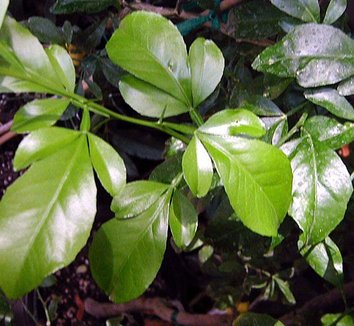 Photo of Citremon foliage by Forestfarm