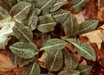 Goodyera