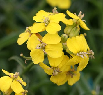 Photo of Erysimum menziesii ssp. yadonii flower by Annie's Annuals & Perennials