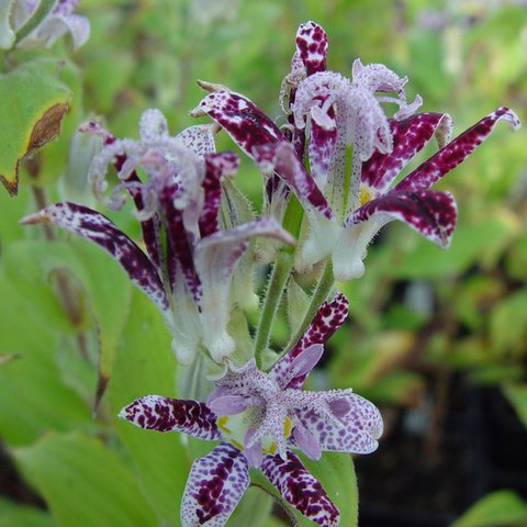 Lilly's Raspberry Tricyrtis 'Raspberrry Mousse' | Raspberrry Mousse Toad Lily | plant lust