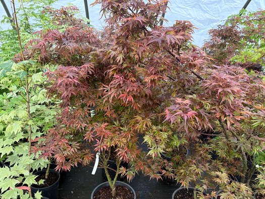 Photo of Acer palmatum 'Shaina' foliage by plant lust