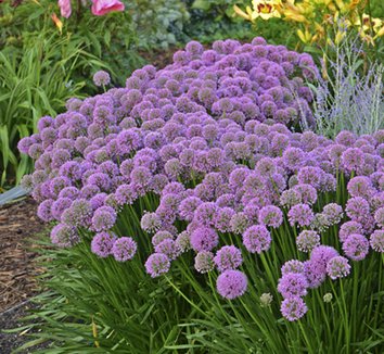 Photo of Allium 'Millennium' flower by Phoenix Perennials and Specialty Plants Ltd.