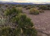 Ephedra